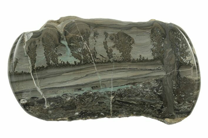 Triassic Aged Stromatolite Fossil - England #242031